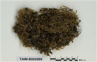 藏品(垂苔屬)的圖片